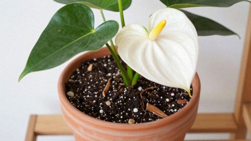 Jakie podłoże i drenaż preferuje anturium białe?