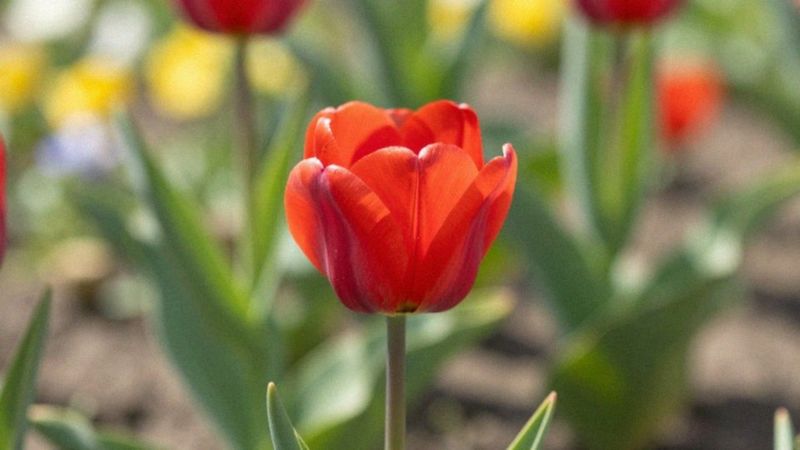 Jak długo kwitnie pojedynczy tulipan?