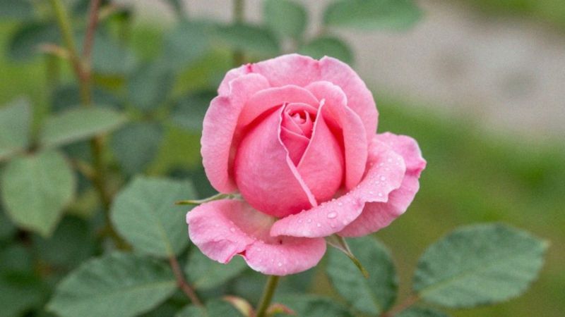 Kiedy najlepiej ściąć różę do suszenia?