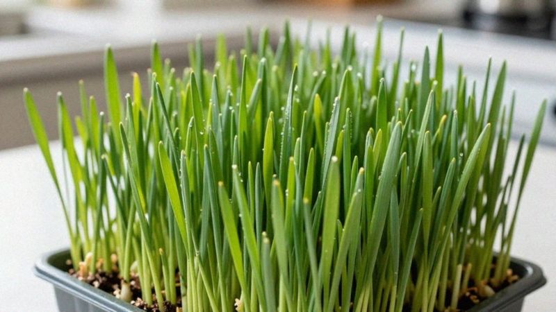 Czy młoda pszenica zawiera gluten?