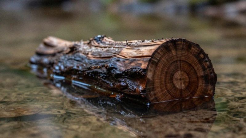 Dlaczego niektóre gatunki drewna nie gniją w wodzie?