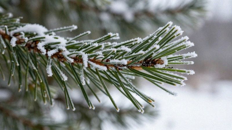 Czy sosna o długich igłach zniesie -30°C?