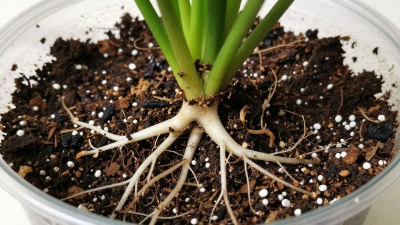 Jak zapobiegać gniciu korzeni i chorobom grzybowym?