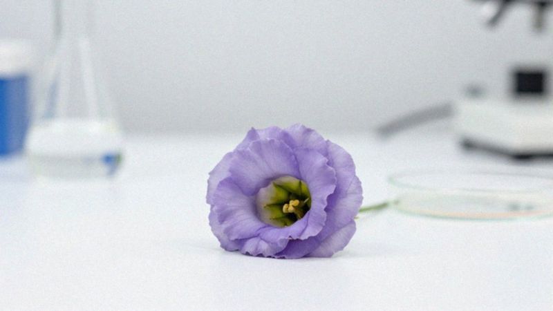 Dlaczego nie zaleca się spożywać eustomy?