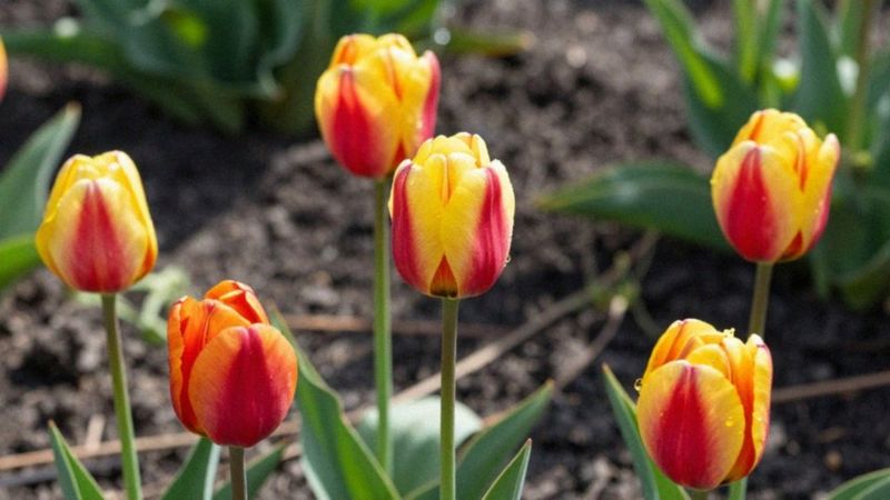 Od czego zależy kwitnienie tulipanów?