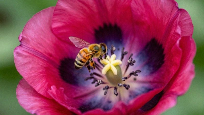 Zapylenie: owadopylność czy wiatropylność?