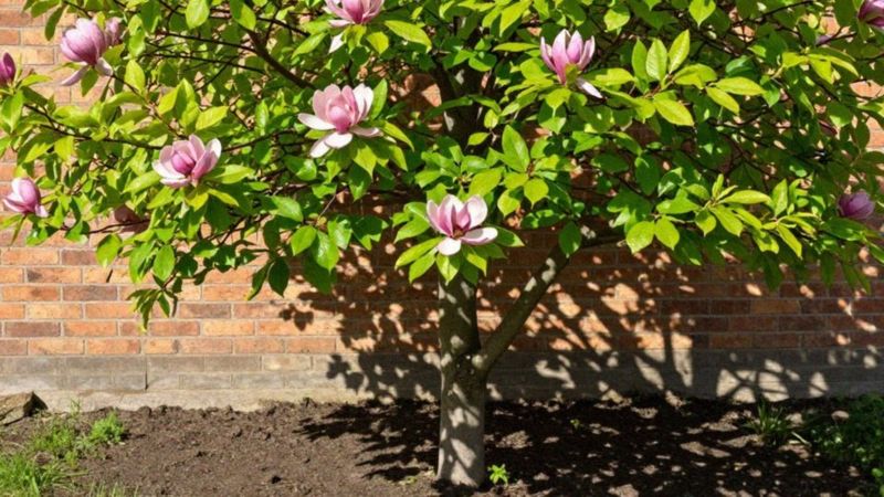 Czy niewłaściwe stanowisko hamuje kwitnienie magnolii?