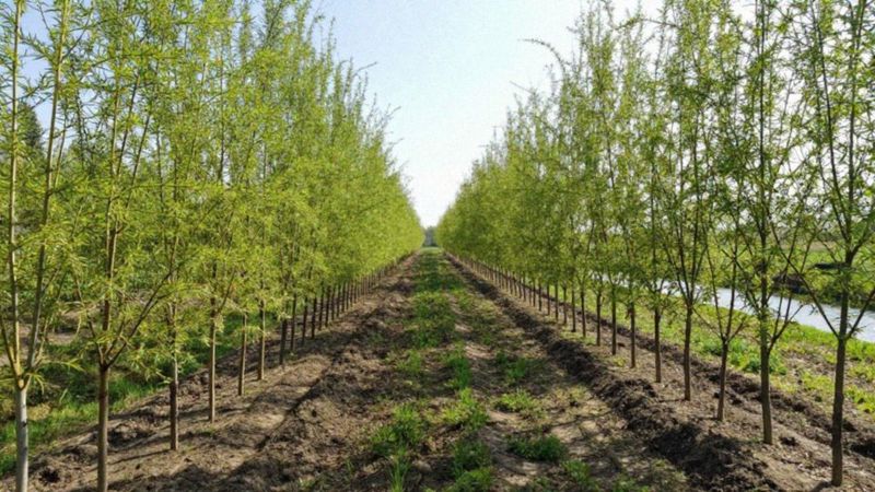 Jak założyć i pielęgnować plantację wikliny?