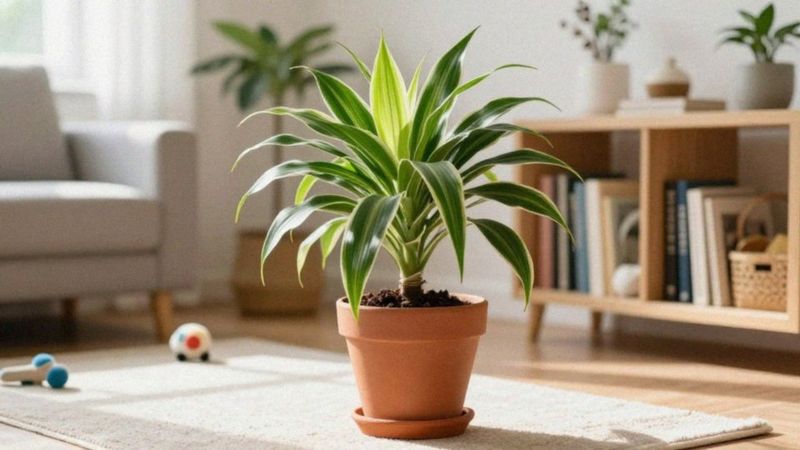 Czy dracena jest trująca dla zwierząt?