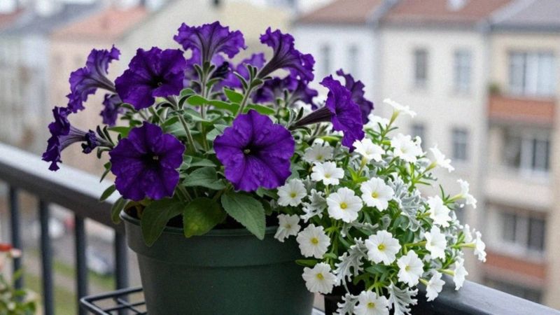 Jak łączyć kolory i tekstury kwiatów doniczkowych?