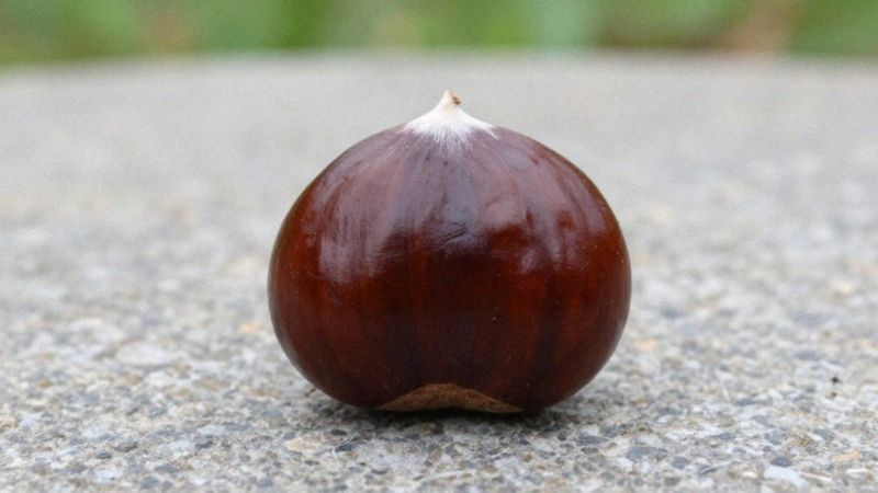 Jakie są przeciwwskazania spożywania kasztanów?