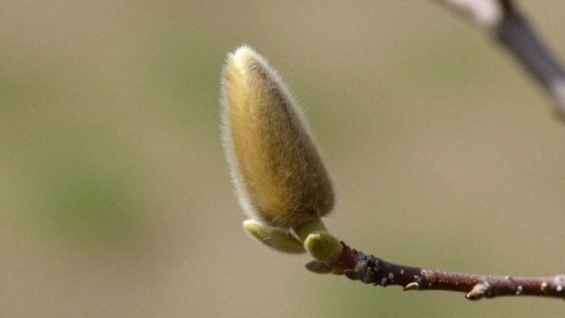 Czym różnią się pąki kwiatowe od liściowych magnolii?