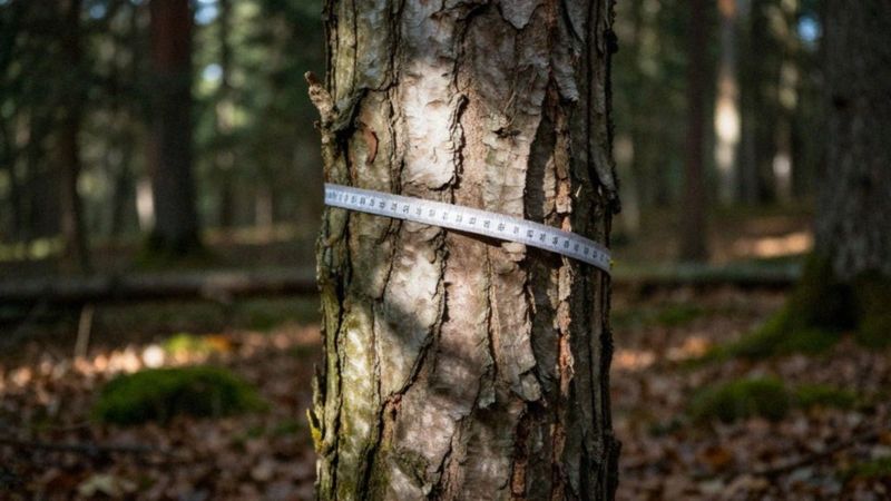Jak ocenić stan drzewa przed ścięciem?