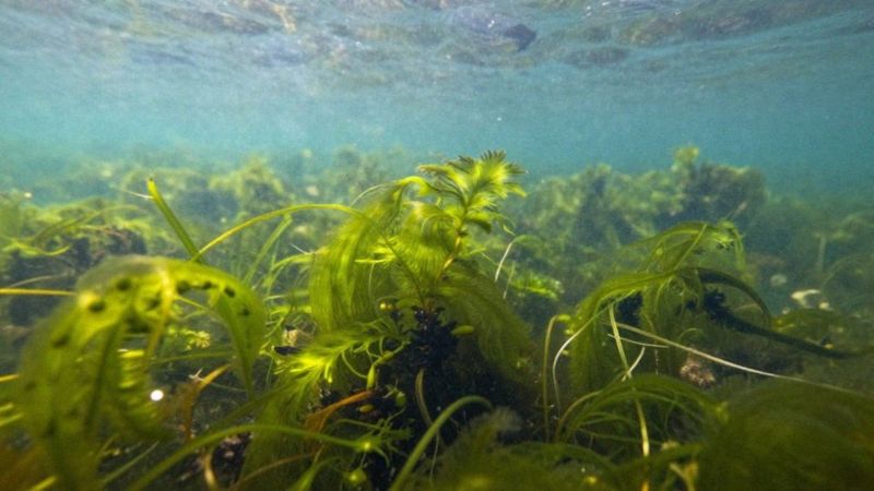 Jak glony fotosyntetyzują i produkują materię organiczną?