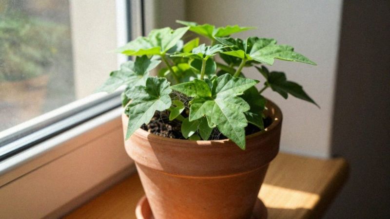 Jakie warunki sprzyjają przędziorkom?