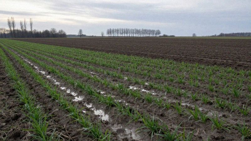 Czym różnią się odmiany jare i ozime?