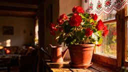 Begonia doniczkowa — wymagania i pielęgnacja dla bujnego wzrostu
