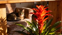 Bromelia czy jest trująca dla kota? Bezpieczne rośliny dla pupila