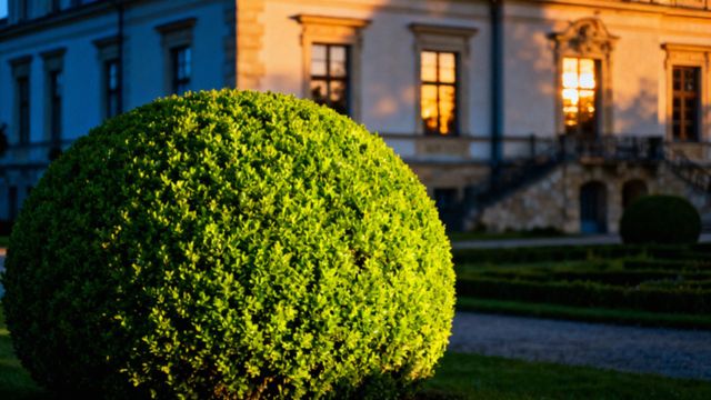 Bukszpan polski — co warto wiedzieć o uprawie i pielęgnacji?
