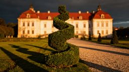 Bukszpan zimozielony — wymagania, pielęgnacja i odmiany do ogrodu