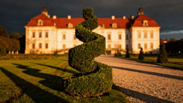 Bukszpan zimozielony — wymagania, pielęgnacja i odmiany do ogrodu