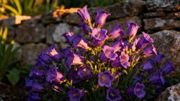 Campanula — czy jest wieloletnia i jak ją pielęgnować?