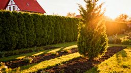 Czemu tuje brązowieją? Przyczyny i sposoby na poprawę stanu roślin