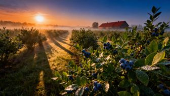 Czy borówkę można pryskać miedzianem? Skuteczne metody i zasady