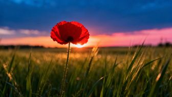 Dlaczego mak jest zakazany w Polsce? Przyczyny i konsekwencje prawne