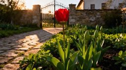 Dlaczego tulipany nie kwitną? Przyczyny i sposoby na piękne kwiaty