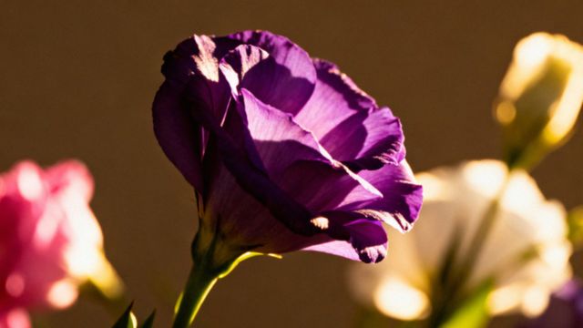 Eustoma — co oznacza i jakie ma znaczenie w języku kwiatów?