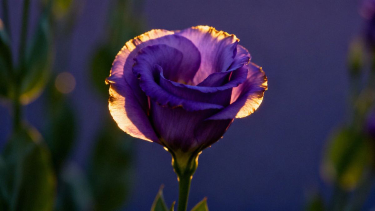 Eustoma — inne nazwy i pielęgnacja tej wyjątkowej rośliny