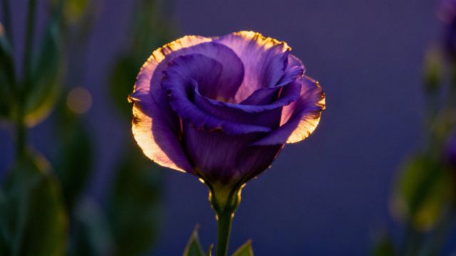 Eustoma — inne nazwy i pielęgnacja tej wyjątkowej rośliny