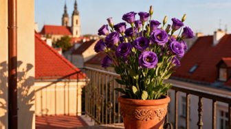 Eustoma na balkon — jak dbać o te eleganckie kwiaty?