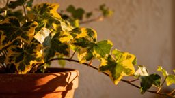 Hedera — jak dbać o bluszcz, by zdrowo rósł i pięknie wyglądał?