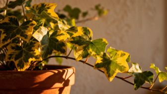 Hedera — jak dbać o bluszcz, by zdrowo rósł i pięknie wyglądał?