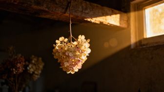 Hortensja bukietowa — jak suszyć, by zachować kolor i kształt?