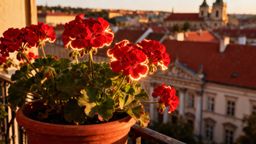 Jak długo kwitną pelargonie? Sekrety długotrwałego kwitnienia