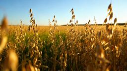 Jak wygląda owies? Właściwości, uprawa i pielęgnacja