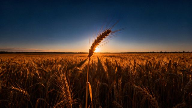 Jak wyglądają zboża? Rozpoznawanie i cykle wzrostu