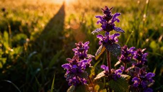 Jasnota purpurowa – jak stosować, przygotować napar i wykorzystać w kuchni?