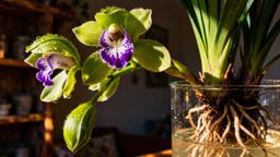 Jak podlewać kwiat cymbidium Biedronka? Sprawdzone metody pielęgnacji
