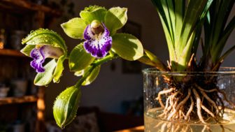 Jak podlewać kwiat cymbidium Biedronka? Sprawdzone metody pielęgnacji