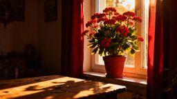 Kwiat kalanchoe – jak dbać, aby pięknie kwitło?