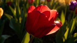Kwiat tulipan: uprawa, pielęgnacja i wymagania glebowe