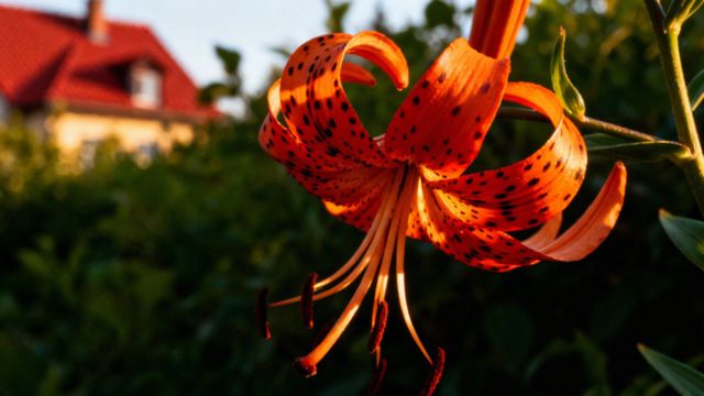 Kwiaty lilie — uprawa, pielęgnacja i zastosowanie w bukietach