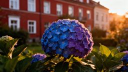 Kwiaty ogrodowe: Hortensja — pielęgnacja, sadzenie i odmiany