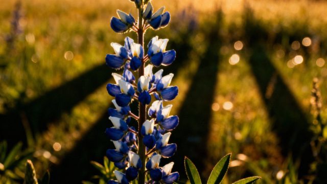 Łubin (Lupinus) — jak go uprawiać i jakie ma zastosowania?