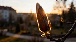 Magnolia — jak wyglądają pąki kwiatowe i jak je rozpoznać?