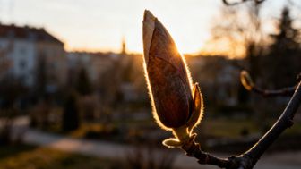 Magnolia — jak wyglądają pąki kwiatowe i jak je rozpoznać?